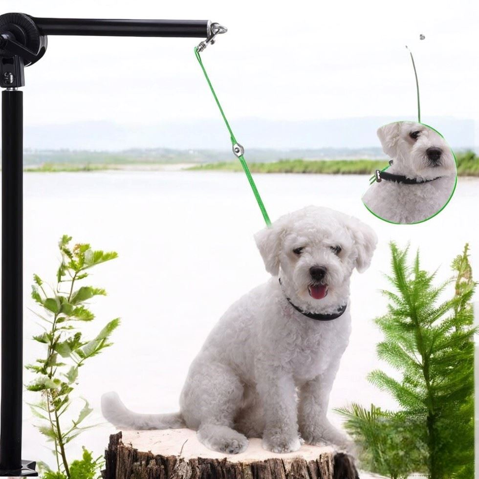 Collier Chien - LigneToilettage™ - Vert - Planète Canine